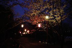 茅ヶ崎中央公園の夜桜(1)