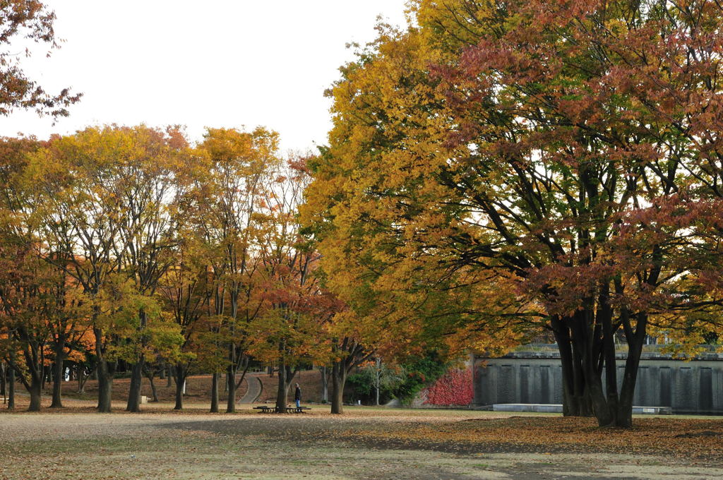 茅ケ崎中央公園の紅葉