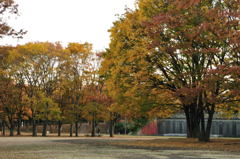 茅ケ崎中央公園の紅葉