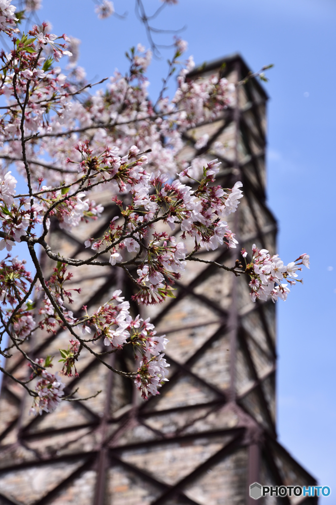 韮山反射炉の桜(1)