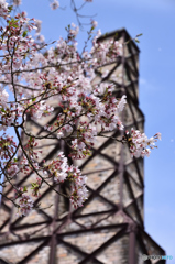 韮山反射炉の桜(1)