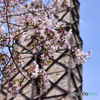 韮山反射炉の桜(1)