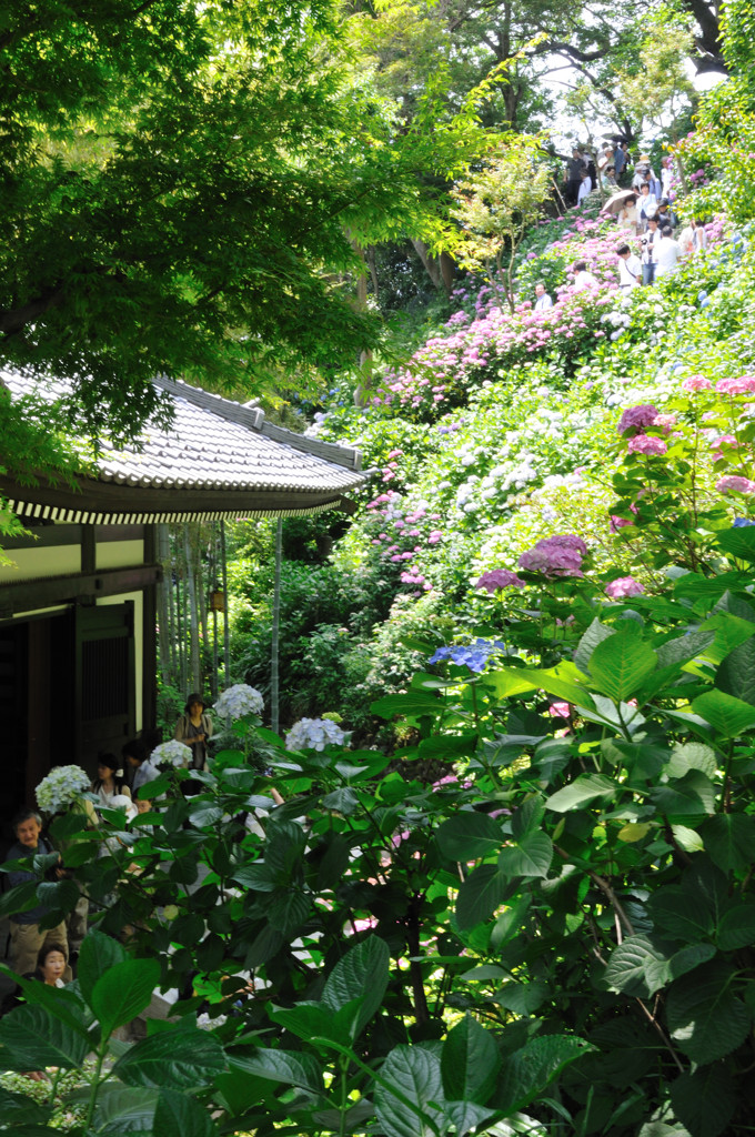 長谷寺のアジサイ