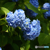 紫陽花