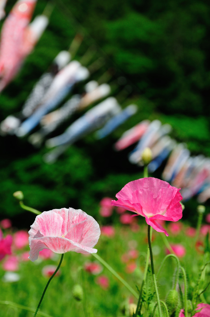くりはま花の国のポピー(3)