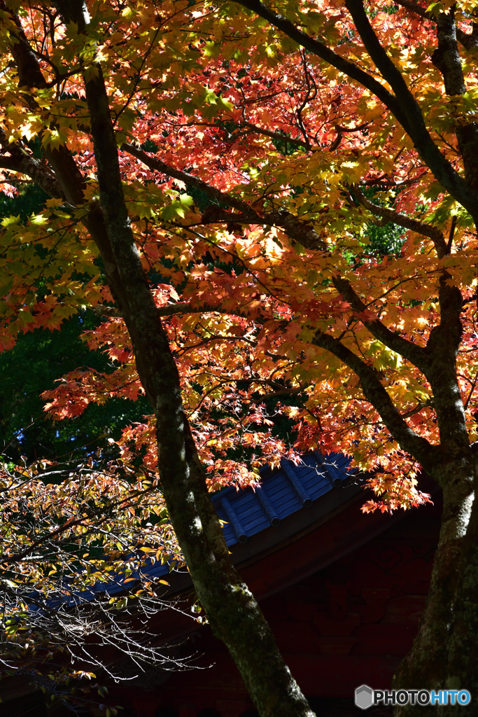 北口本宮冨士浅間神社の紅葉(1)