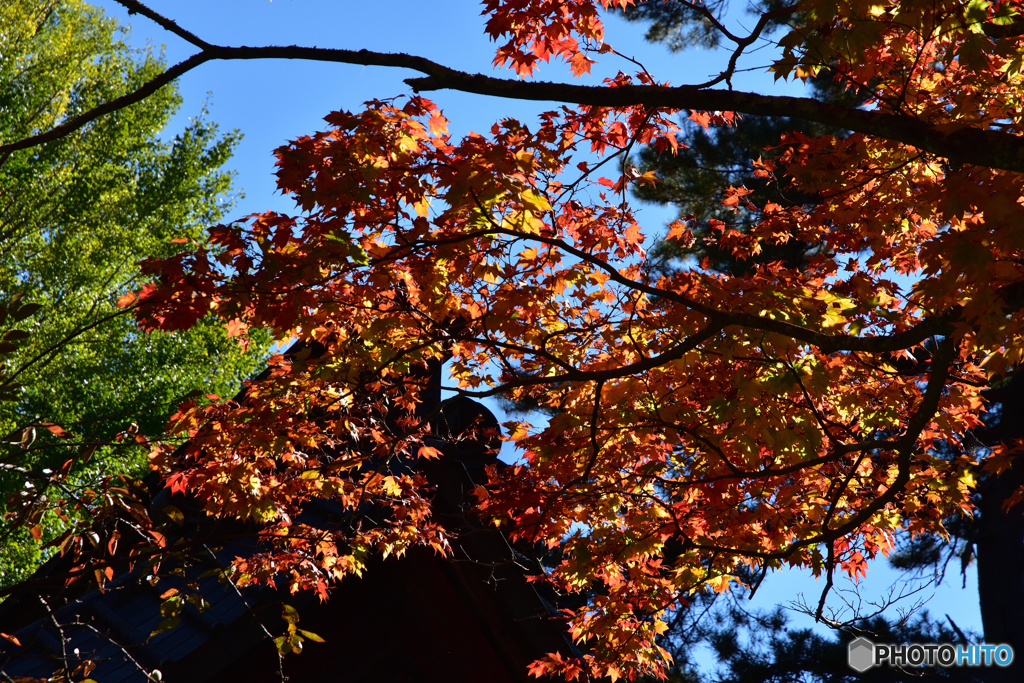 北口本宮冨士浅間神社の紅葉(2)