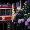 あじさい電車