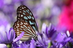 花にうもれて・・