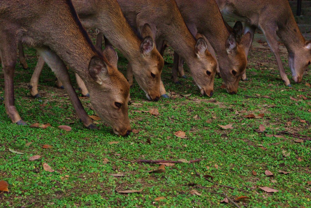 鹿の品格？