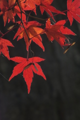 紅葉_F8792