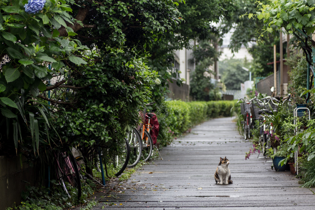 雨の路地