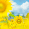 夏休み