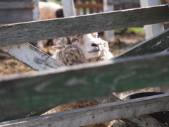 SHEEP