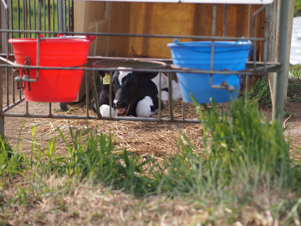 CALF