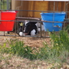 CALF
