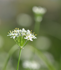 この花の名前は？