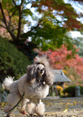 紅葉の中をお散歩