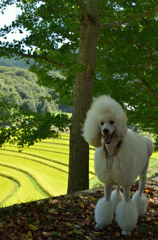 麗来とお散歩♪♪