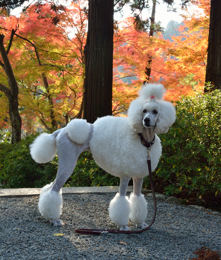 紅葉～きれいでちゅ