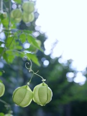 風船蔓
