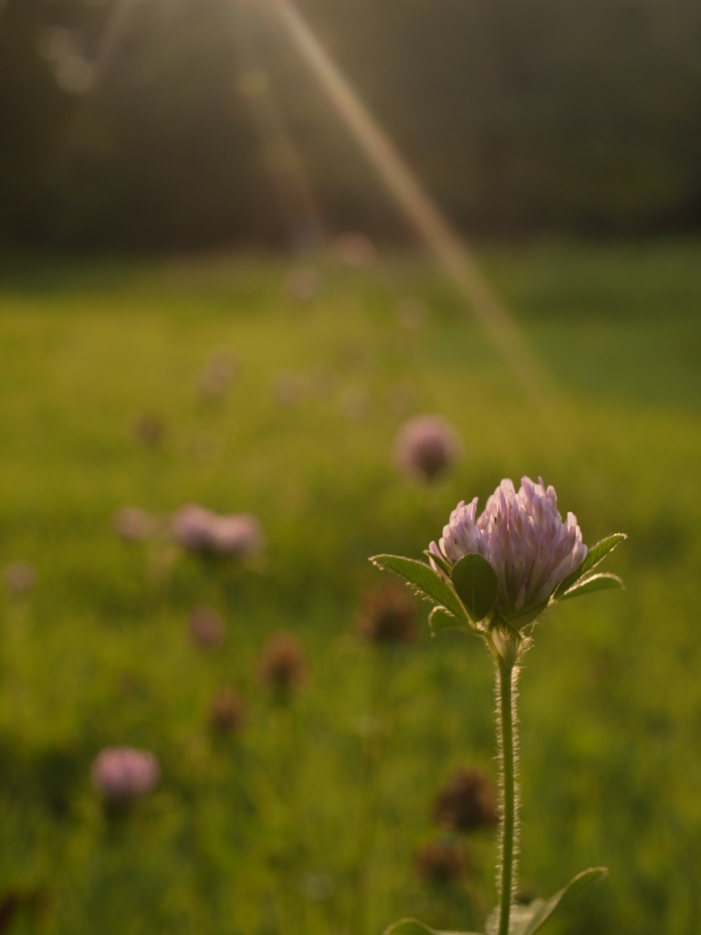 夕日