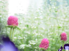 花壇