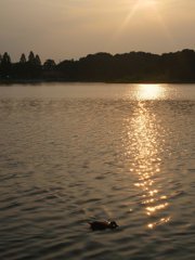 夕日