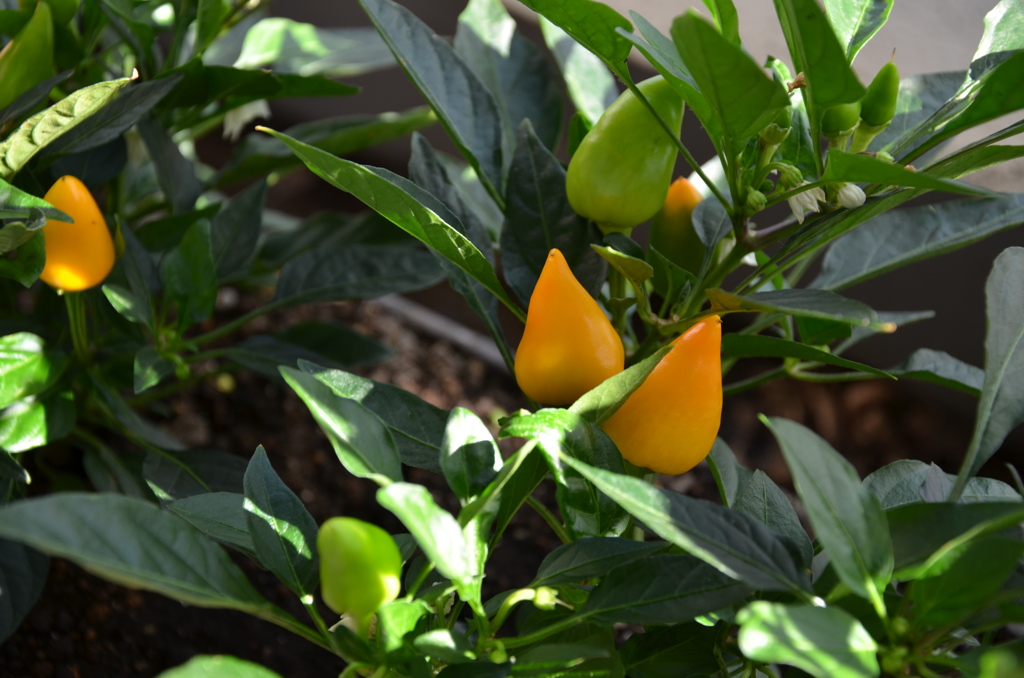 ornament paprika