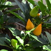 ornament paprika