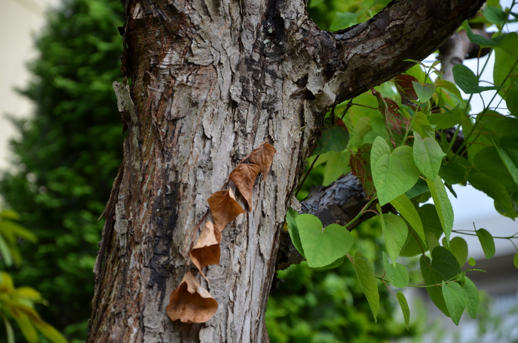tree
