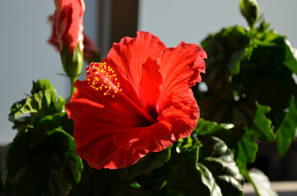 sunshine&hibiscus