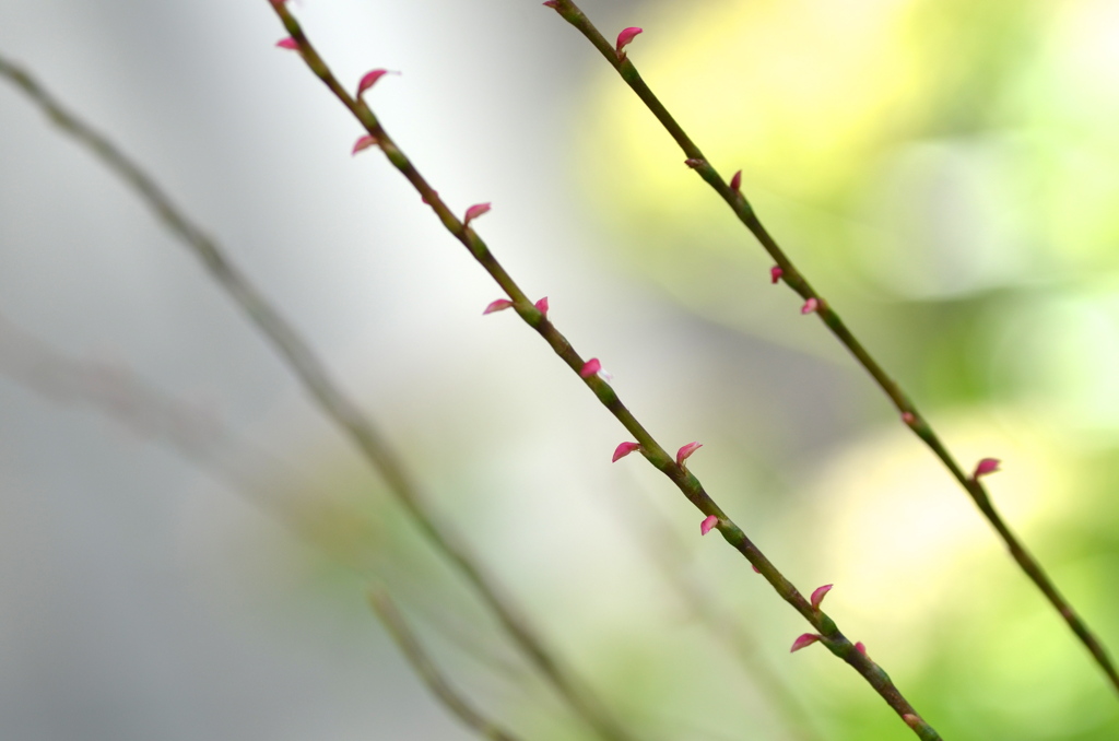 華奢