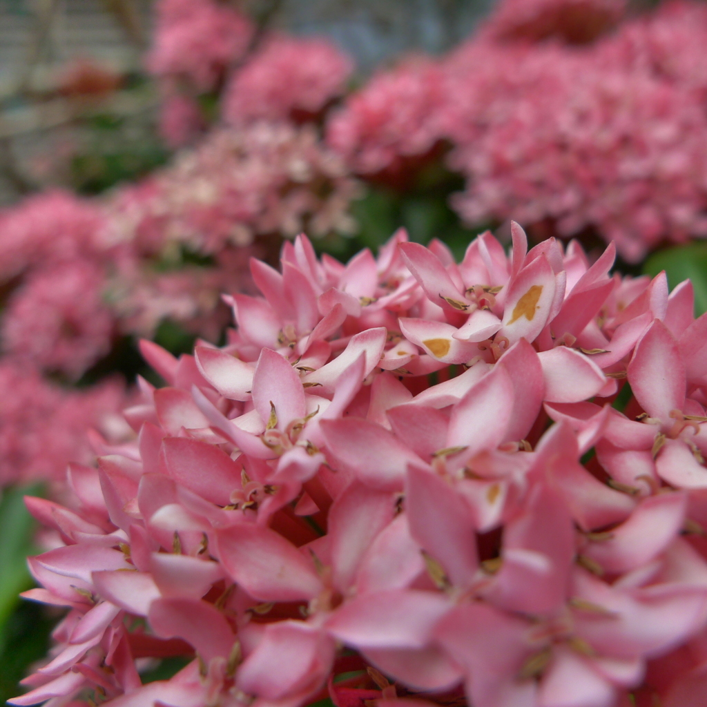 The flower in September  