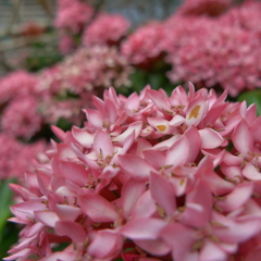 The flower in September  