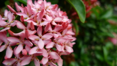 A flower in full bloom  