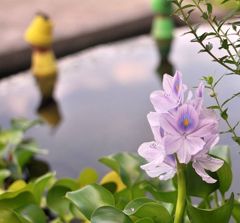 花の文化園