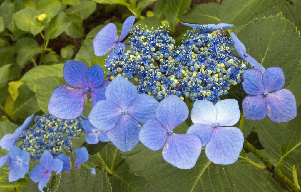紫陽花３