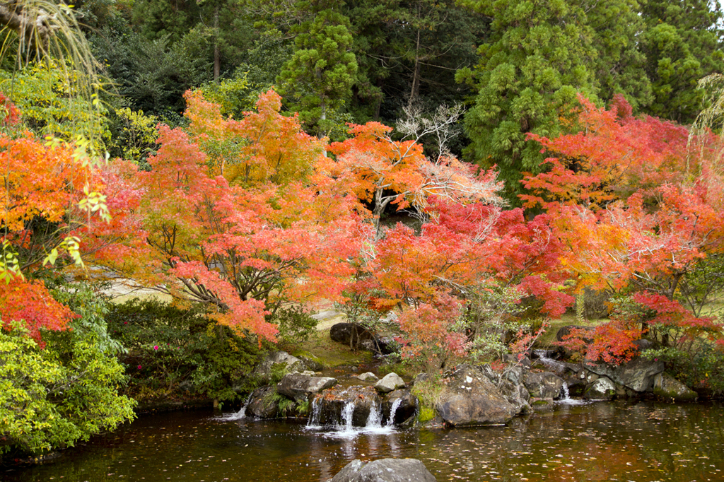 まきび公園紅葉１
