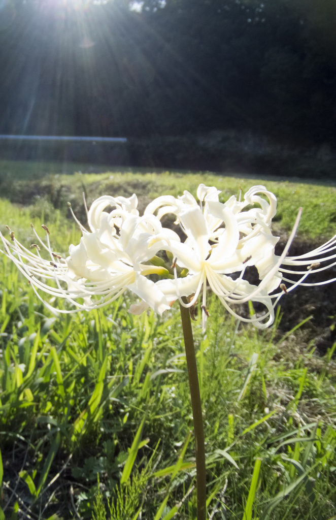 曼珠沙華　白