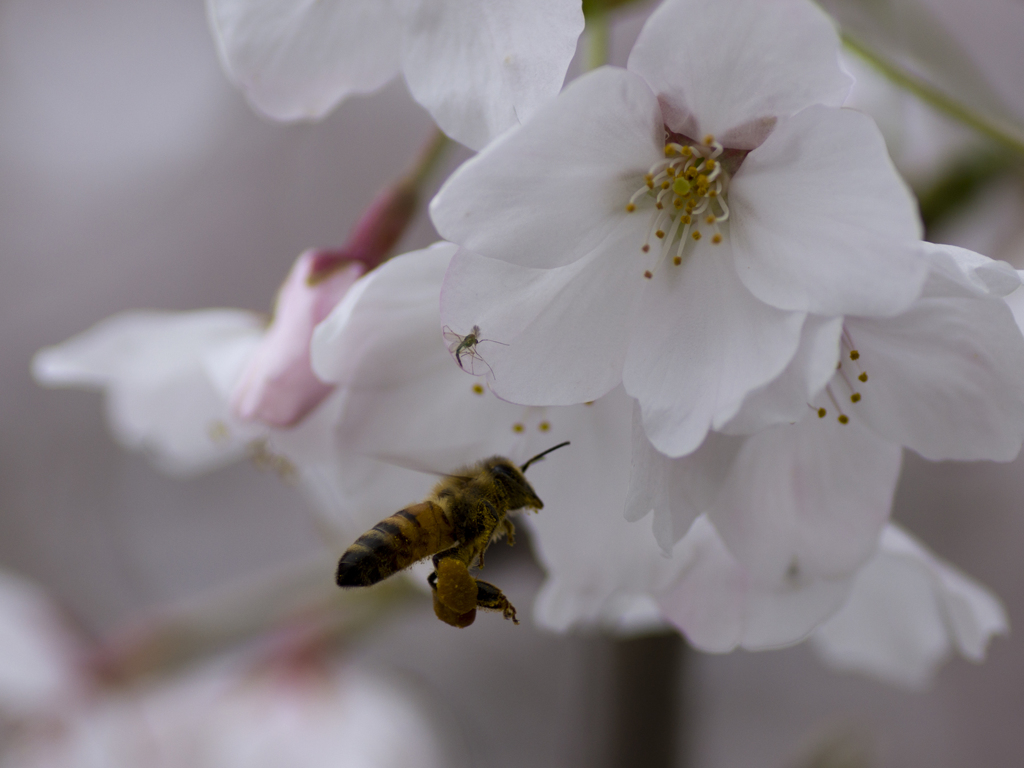 桜と蜂２