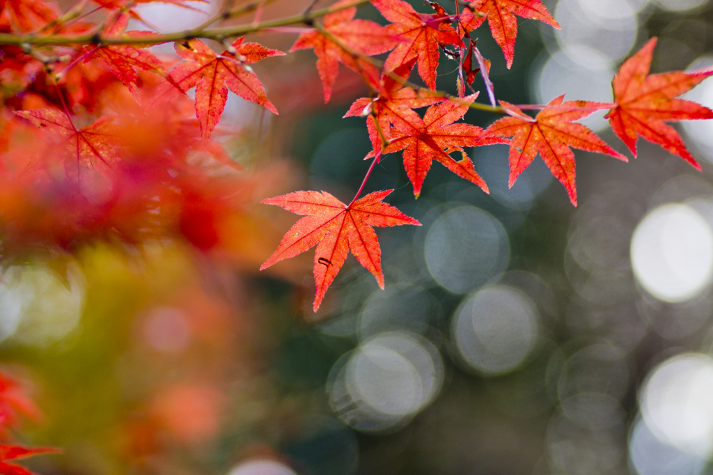 輝く紅葉