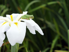 菖蒲の上のカエル