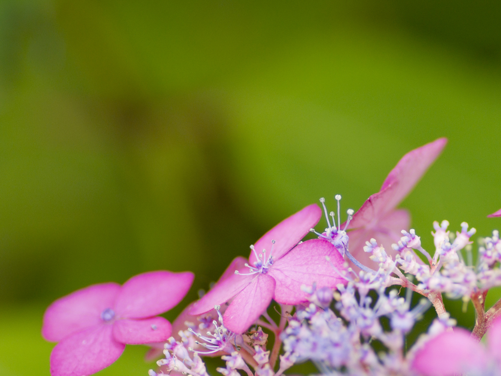 紫陽花１