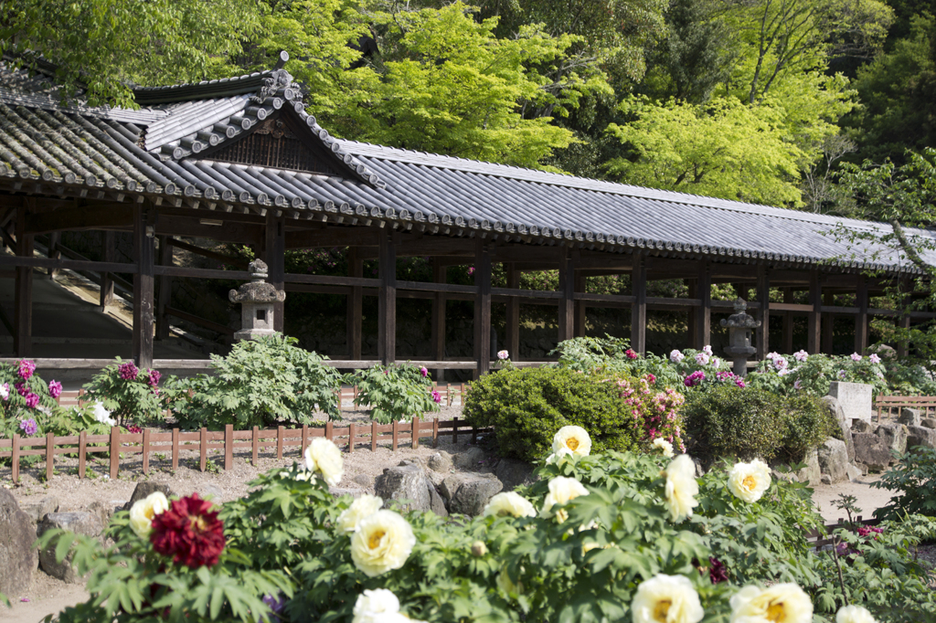 吉備津神社の新緑