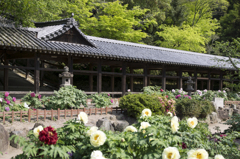 吉備津神社の新緑