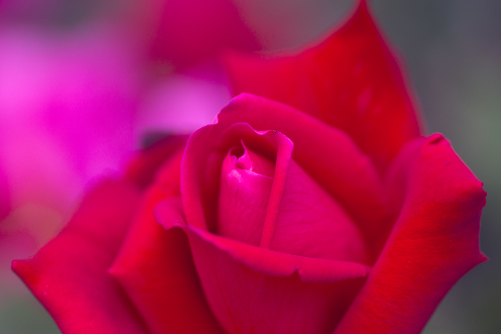 薔薇２