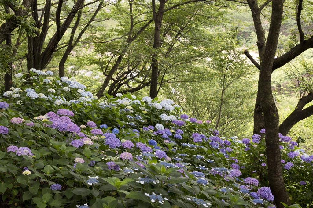 紫陽花１