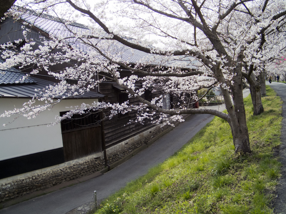 井原堤_桜２