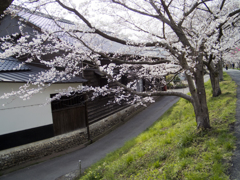 井原堤_桜２